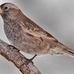 Gray-crowned Rosy-Finch